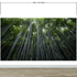 Mural de pared con un bosque de bambúes altos. Fondo de pantalla de paz, serenidad y zen. #6463