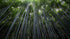 Mural de pared con un bosque de bambúes altos. Fondo de pantalla de paz, serenidad y zen. #6463