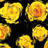 Mural de pared autoadhesivo con papel tapiz de flores. Flores amarillas sobre fondo negro. #6499 