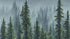 Mural de pared con naturaleza, selva tropical, paisaje de bosque brumoso. #6494 