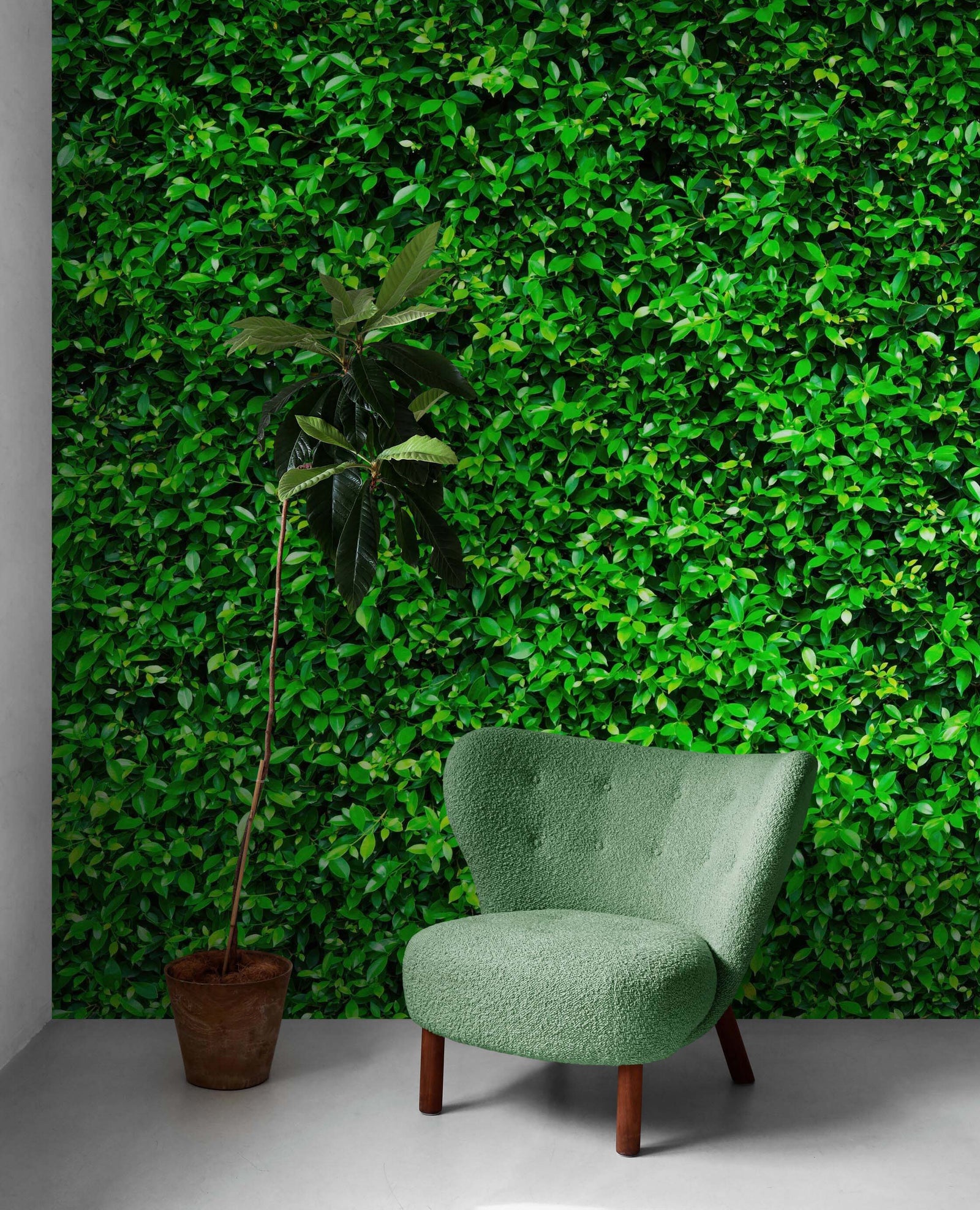Mural de papel tapiz con fondo de hierba verde. #6551 