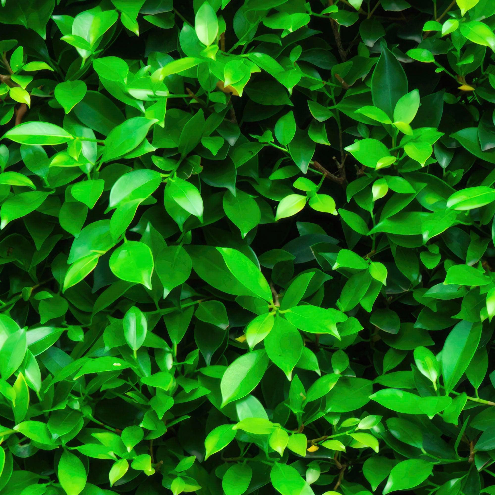Mural de papel tapiz con fondo de hierba verde. #6551 