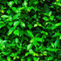 Mural de papel tapiz con fondo de hierba verde. #6551 