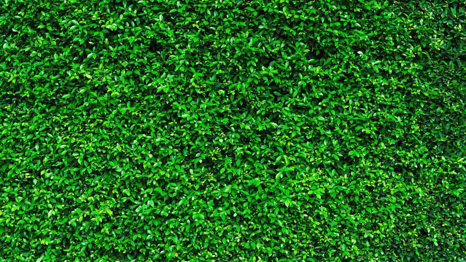Mural de papel tapiz con fondo de hierba verde. #6551 