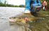 Royal Trude Classic Hair Wing Dry Fly -6 Flies Hook Size 10