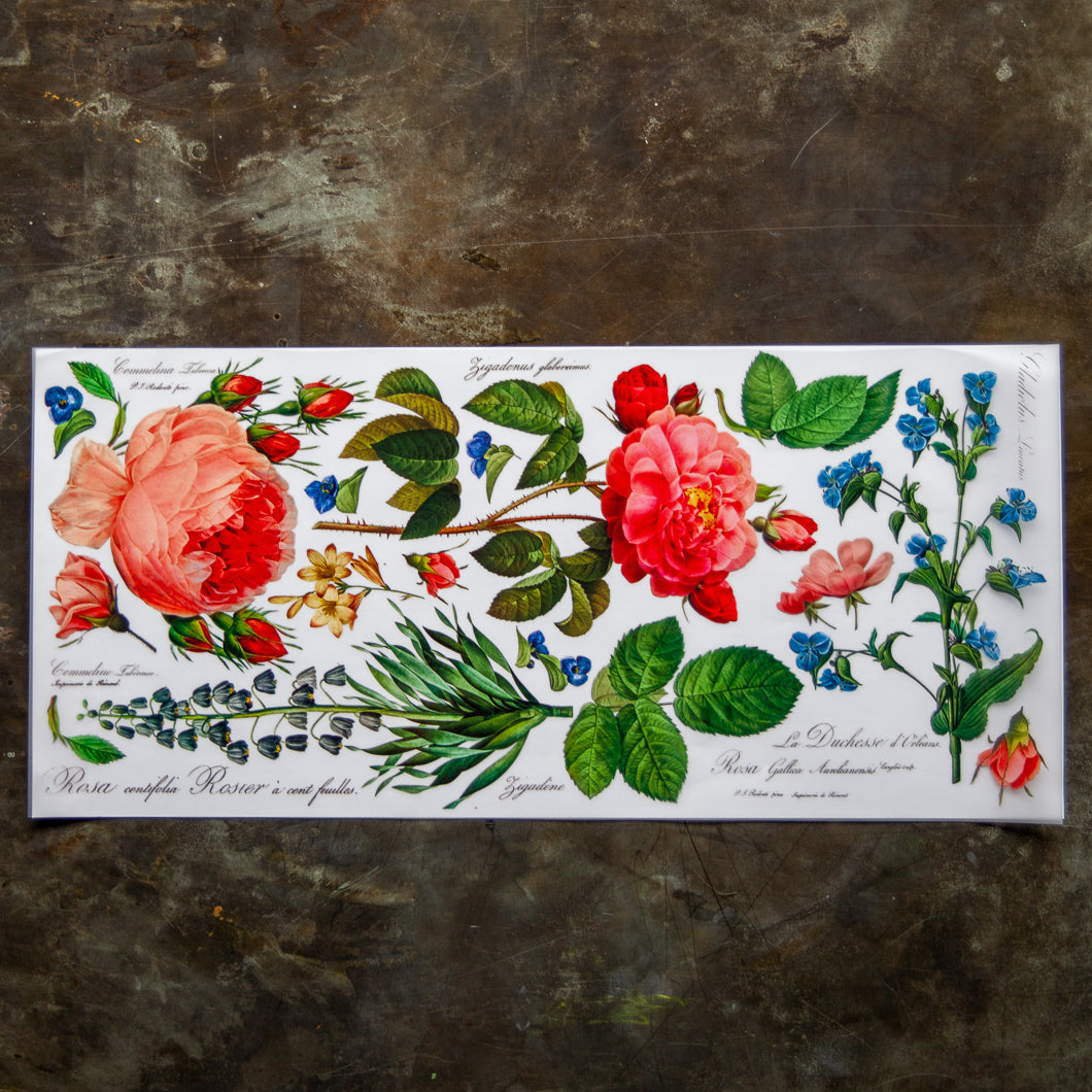 Flores - Rosa de jardín - Transferencia de color - 24” x 11”