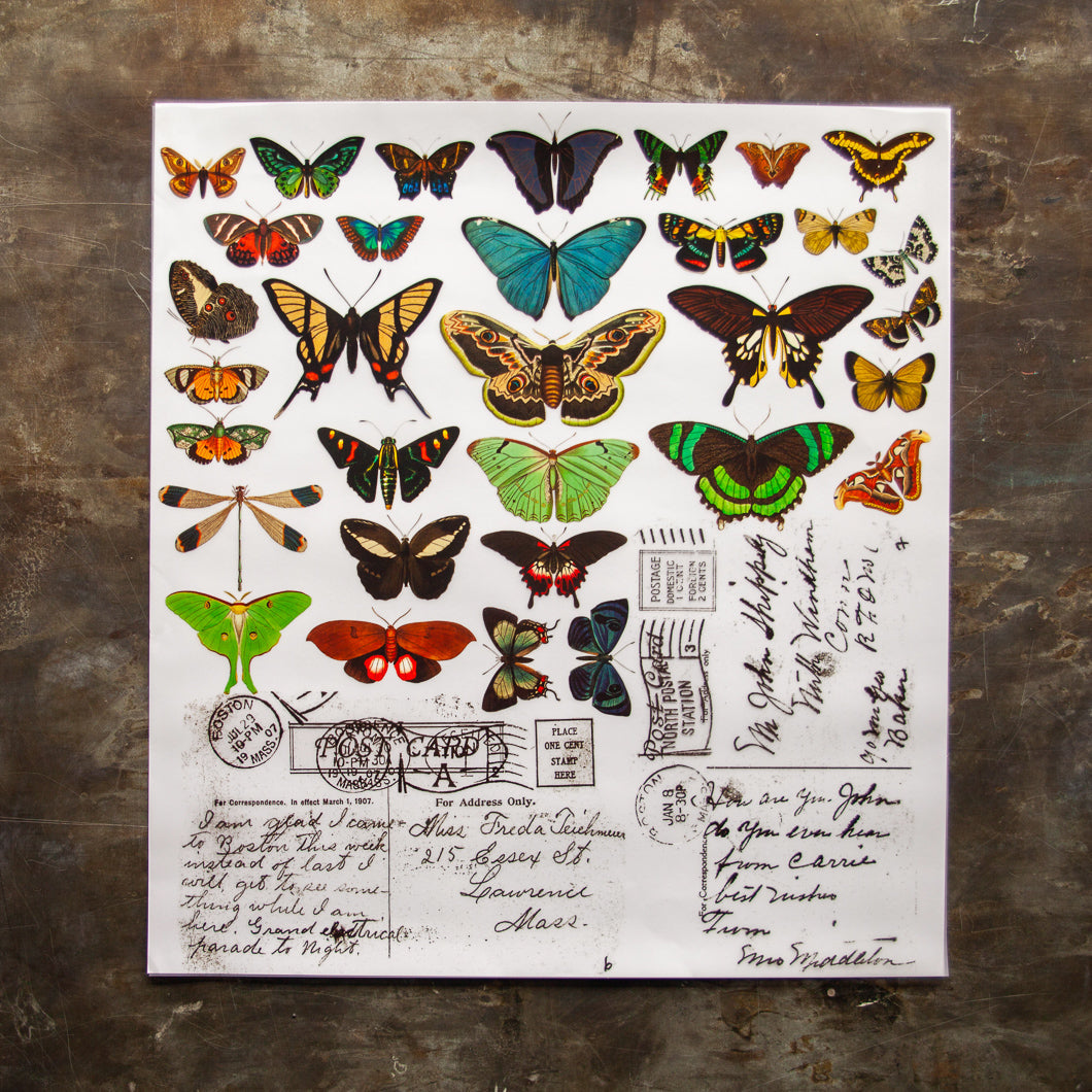 Mariposas - Transferencia de color - 24” x 22”