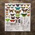 Mariposas - Transferencia de color - 24” x 22”