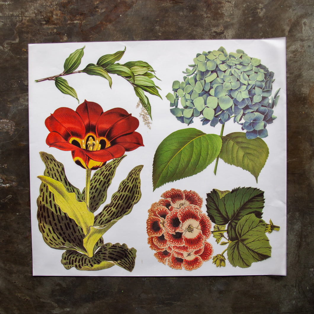 Flores - Hortensia - Transferencia de color - 24” x 22”