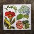 Flores - Hortensia - Transferencia de color - 24” x 22”