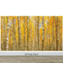 Mural de pared con bosque de abedules y paisaje otoñal | Papel pintado autoadhesivo. #6202