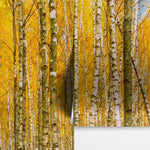 Mural de pared con bosque de abedules y paisaje otoñal | Papel pintado autoadhesivo. #6202