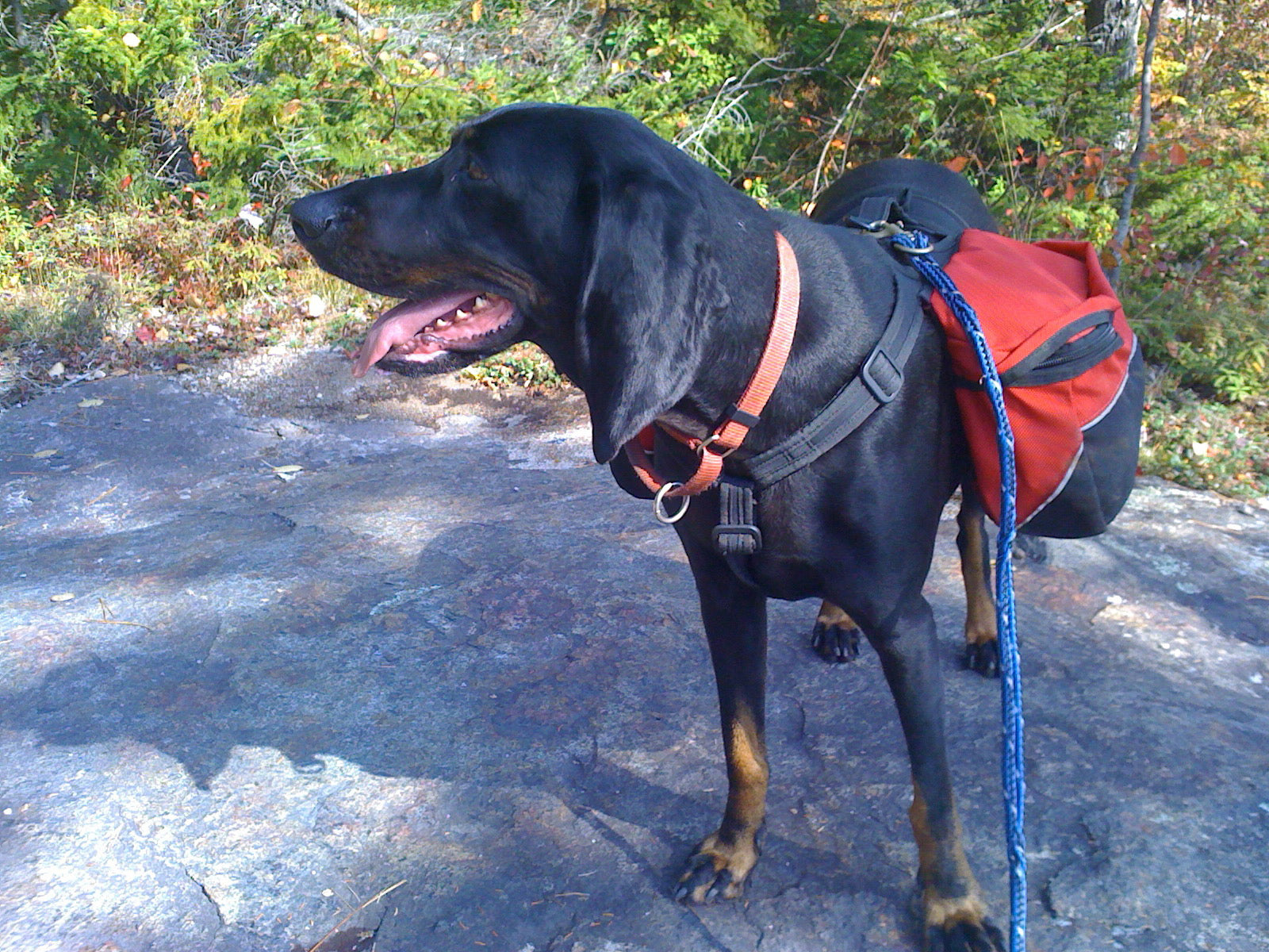 Camden Hills Hiking Trail Map