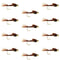 Tungsten Bead Head  Pheasant Tail Nymph 1 Dozen Flies  Size 10