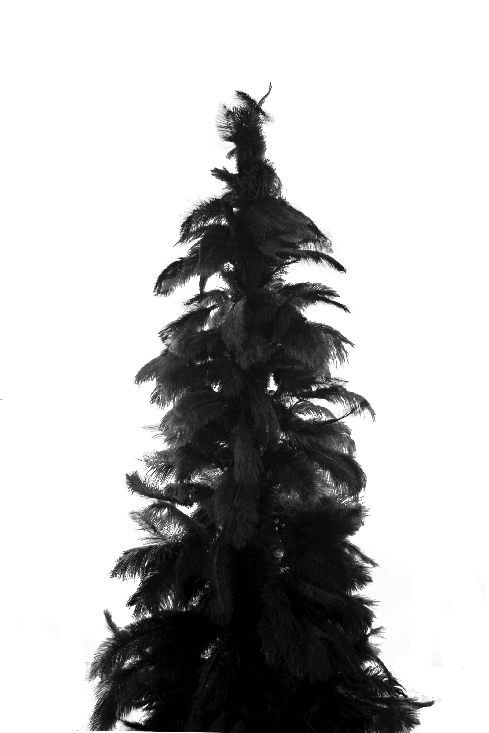Black Ostrich Feather Tree