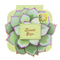 Desert Sage | 25-Shade Palette