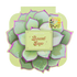 Desert Sage | 25-Shade Palette