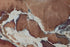 Fusion Berry Brown Marble Slabs Polished - Full Truckload