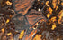 Giallo Fantasia Gold Bookmatching Marble Slabs Polished - Livfloors Collection