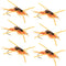 Tungsten Bead Kaufmann's Golden Stone Fly with Rubber Legs - Stonefly Wet Fly - 6 Flies Hook Size 6