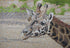 Mosaic Artwork - Giraffe in The Desert