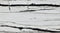 Panda White Bookmatching Marble Slabs Polished - Full Truckload