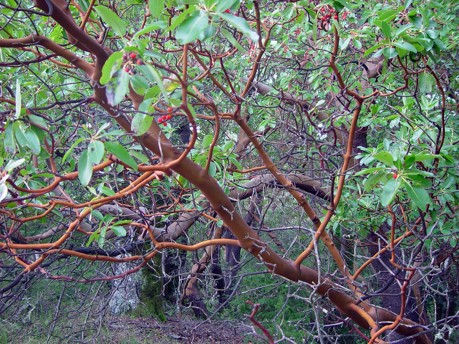 Point Reyes Hiking Trail Map