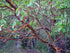 Point Reyes Hiking Trail Map